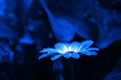 Close-up of purple blue flower