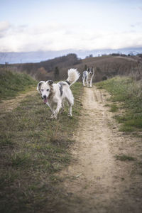 Two border collies run on a rural road between fiels