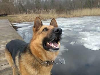 Close-up of a dog in snow