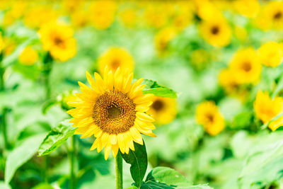 Close-up of yellow flowering plant on field