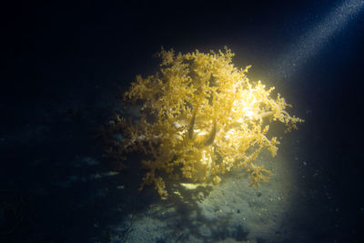 Close-up of coral in sea