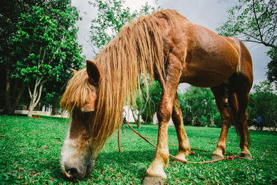 Horse grazing in a field