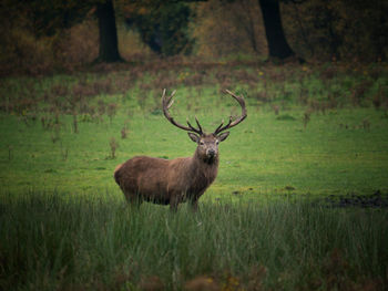 Deer standing in a field