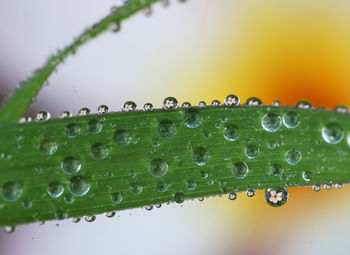 Close-up of water drops on leaf