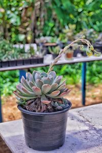 Close-up of succulent plant in pot