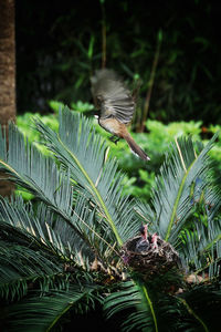 Bird perching on a plant