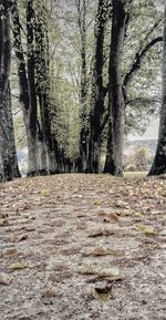 Bare trees against sky