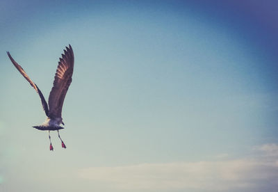Low angle view of seagull flying in sky