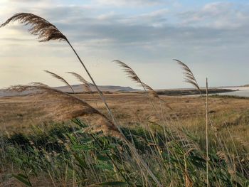 Plants growing on land against sky