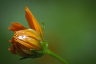 Close-up of flower against blurred background