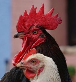 Close-up of rooster