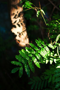 Close-up of green leaves in forest