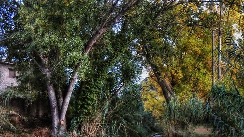 View of trees in forest