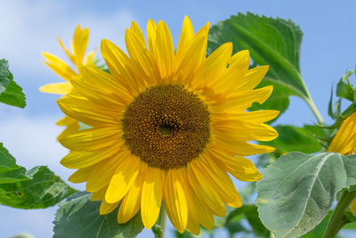 Close-up of sunflower