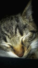 Close-up of cat sleeping