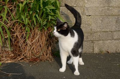 Cat sitting on stone wall