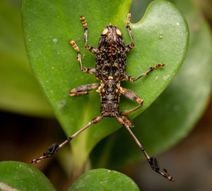 Close-up of insect on plant