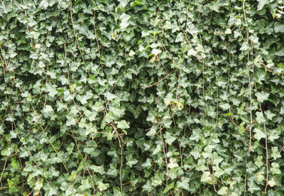 Full frame shot of ivy growing on tree