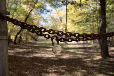 Close-up of padlocks hanging on tree