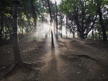 Trees in forest