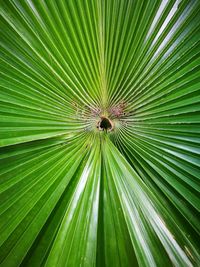 Full frame shot of palm leaves