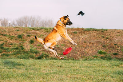 Dog running on field