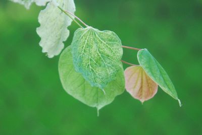 Close-up of green leaves