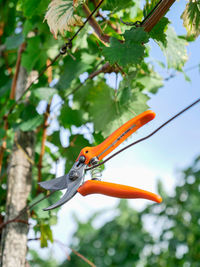 Low angle view of scissors on wine tree