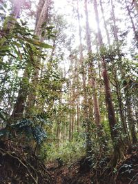 Low angle view of trees in forest