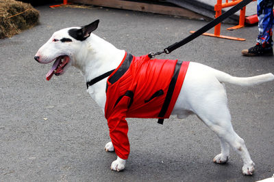 View of a dog on the road