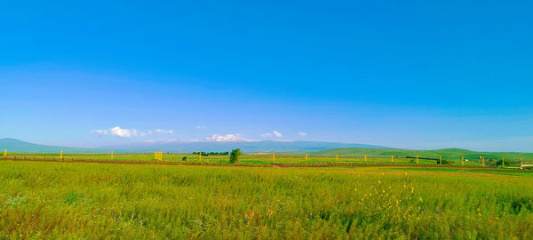 Scenic view of field against clear blue sky