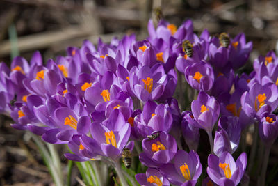 Close-up of purple crocus flowers