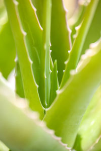 Close-up of succulent plant