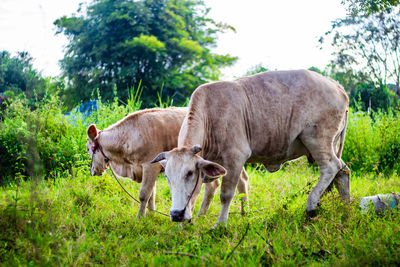 Cows in a field