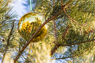 Close-up of tree against sky