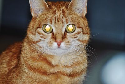 Close-up portrait of a cat