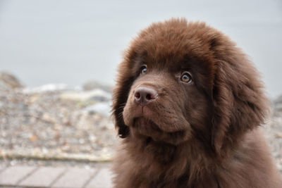 Looking into the face of an adorable brown newfoundland puppy dog.