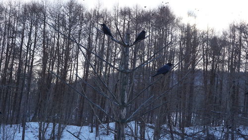Birds flying over trees in forest during winter