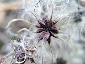 Close-up of dried plant