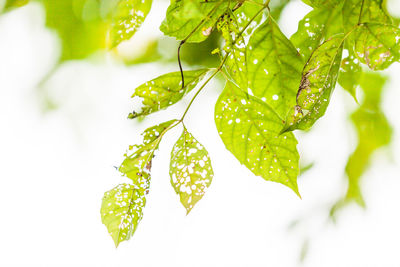 Close-up of leaves on plant