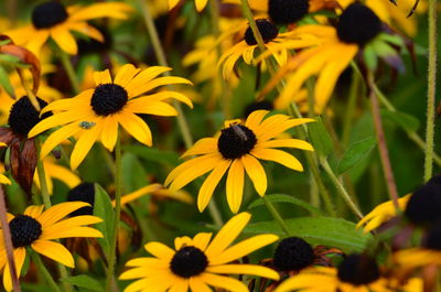 Close-up of yellow daisy flowers