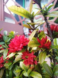 Close-up of red flowering plants