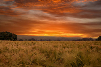 Scenic view of field against sky during sunset