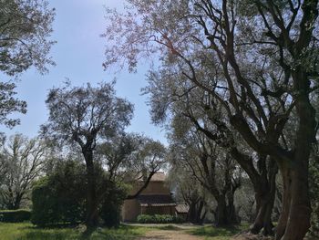 Trees against sky