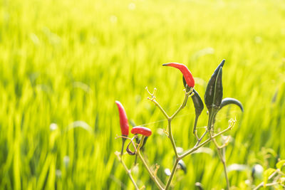 Close-up of red flowering plant in field