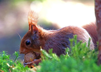 Close-up of squirrel on grass