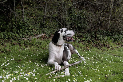 Happy dog with his stick in spring flower bloom green grass.