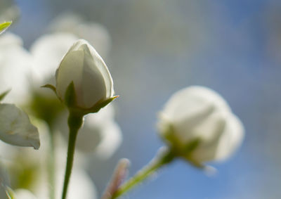 Close-up of white flowers