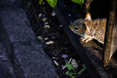 Close-up of squirrel