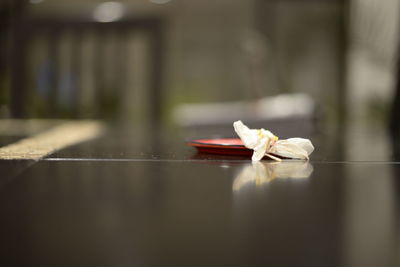 Close-up of a bird on the table